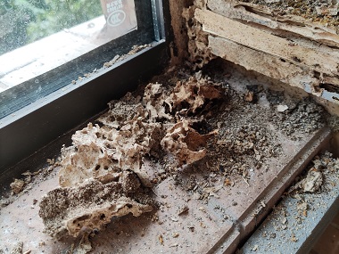 黃江滅治白蟻中心別墅居然暗藏數(shù)百萬只白蟻“窩點(diǎn)”