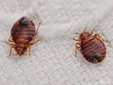 虎門滅臭蟲公司有臭蟲怎么辦，臭蟲怎么殺