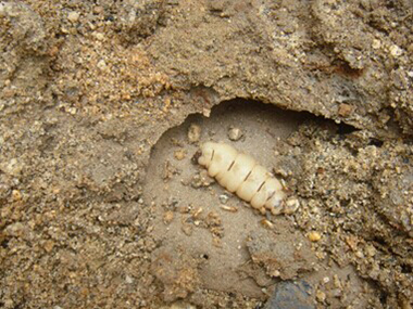 萬江驗收白蟻所專家為什么要做白蟻普查呢？