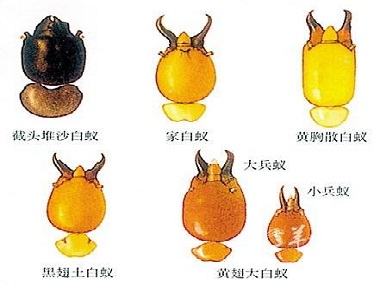 東莞驗收白蟻所散白蟻和家白蟻的區(qū)別