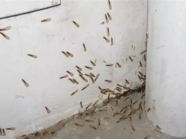 石排殺滅白蟻公司白蟻防治可盡早實施，降低白蟻危害