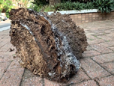 萬(wàn)江白蟻預(yù)防中心白蟻巢滅治：徹底根除蟻患的關(guān)鍵步驟