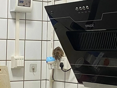 厚街四害消殺公司防止老鼠進入室內的小妙招