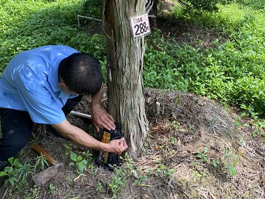 寮步白蟻防治所園林綠化有白蟻危害該如何滅治